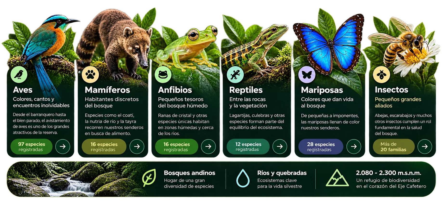 Infografía de fauna del bosque andino: aves (97 especies), mamíferos (16), anfibios (16), reptiles (12), mariposas (28) e insectos (más de 20 familias)